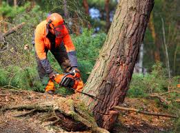 Best Tree Health Inspection  in Belvedere Park, GA
