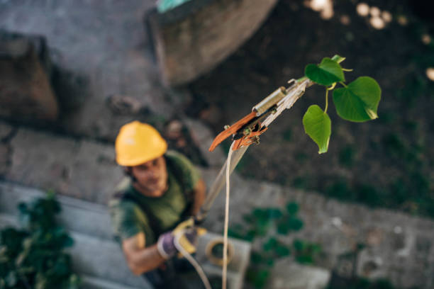 Best Commercial Tree Services  in Belvedere Park, GA