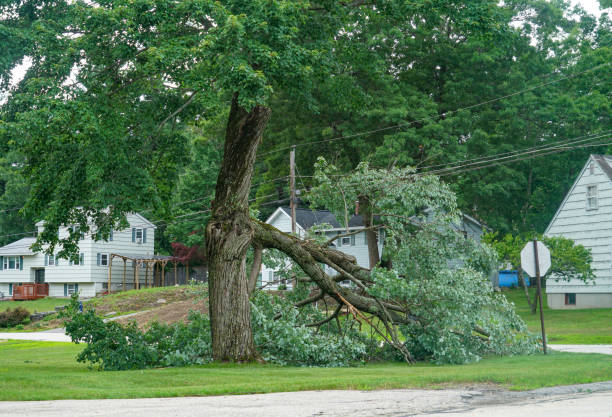 Best Tree Cabling and Bracing  in Belvedere Park, GA